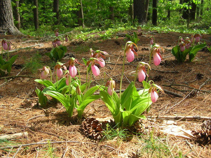 Lady Slippers